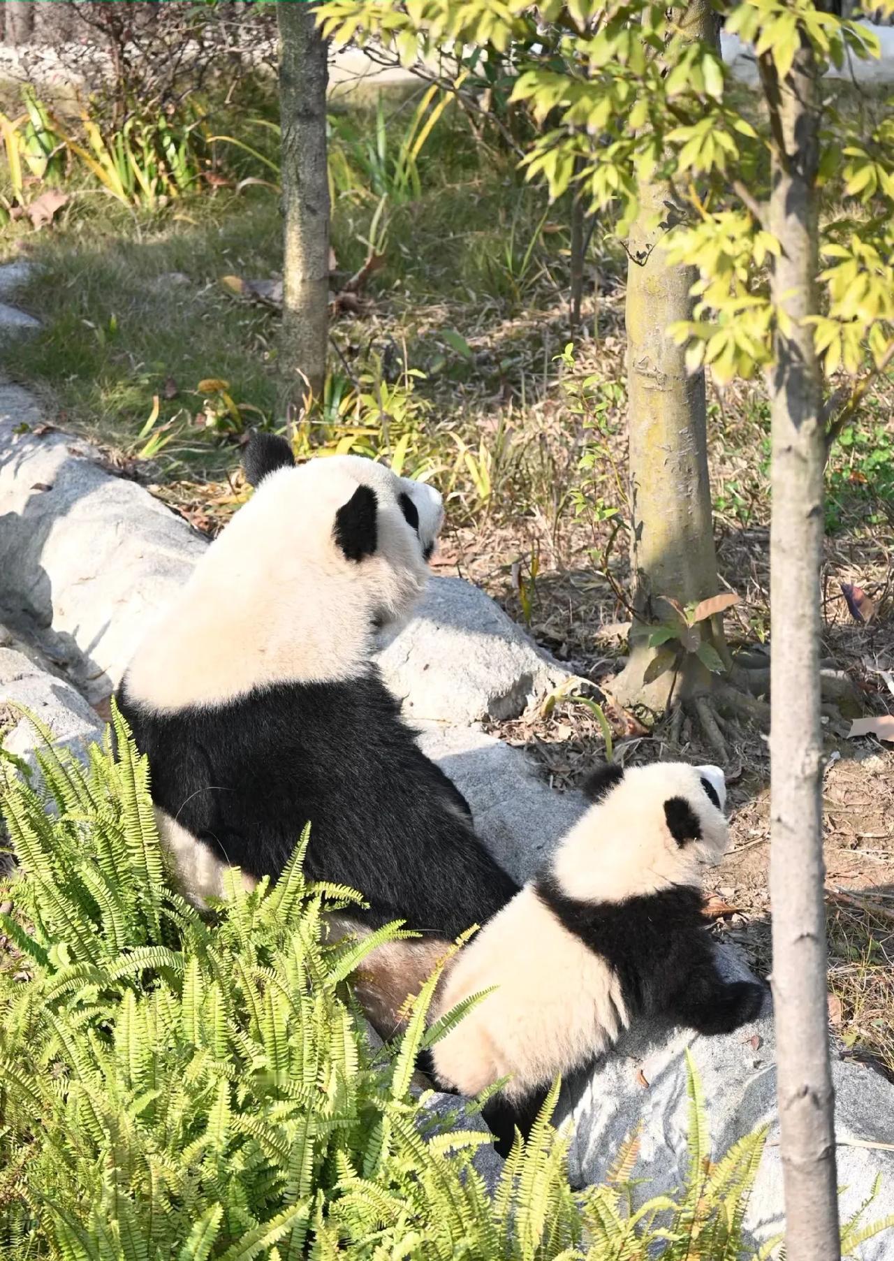 今天难得的好天气，小金瑞太懒了，
淼淼亲自把他叼出来，教他爬树，陪他晒太阳！[比