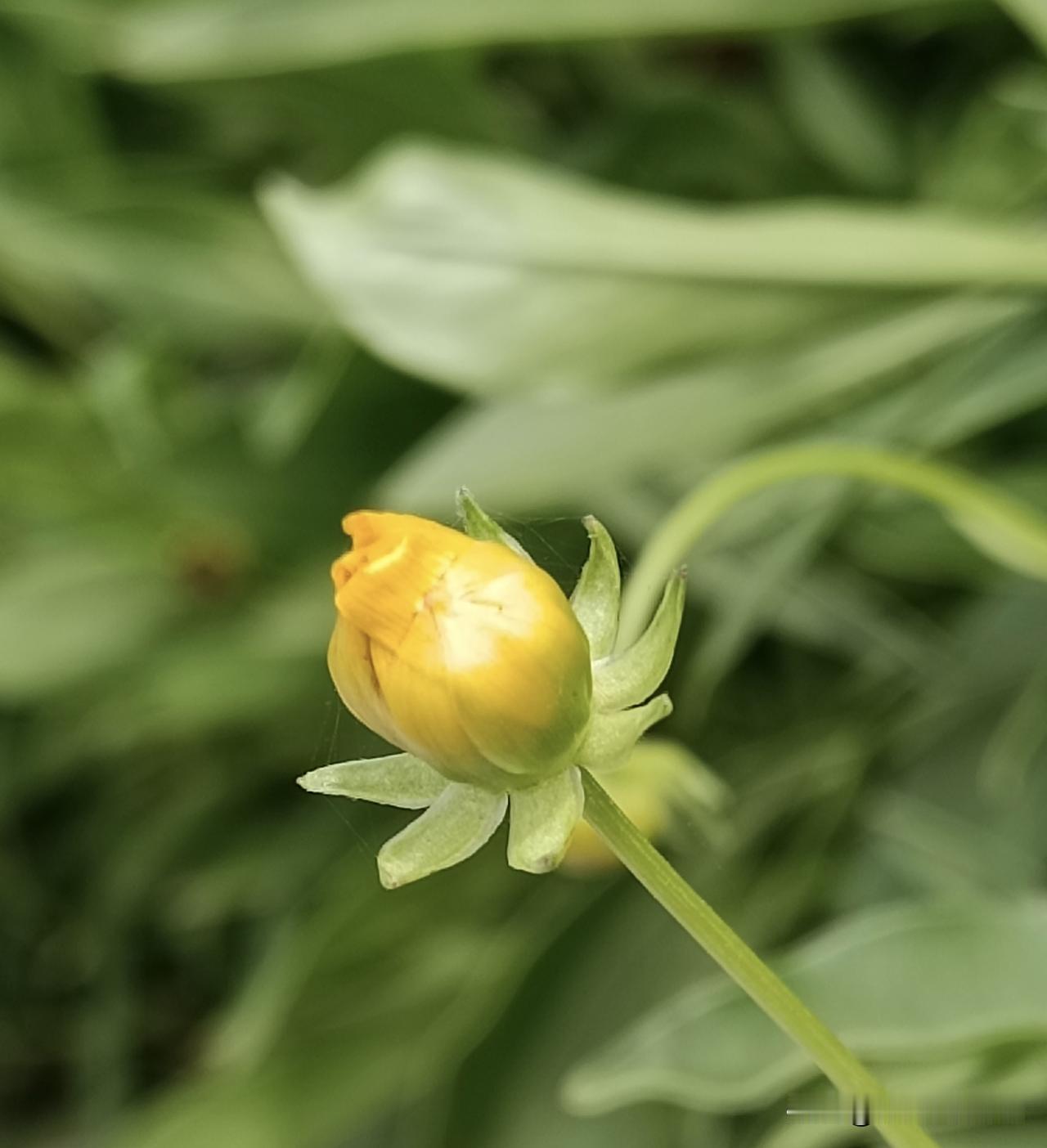 含苞待放的大花金鸡菊花苞，给人安静、温柔的感觉……
（图片：拍摄于邢台市泉北大街