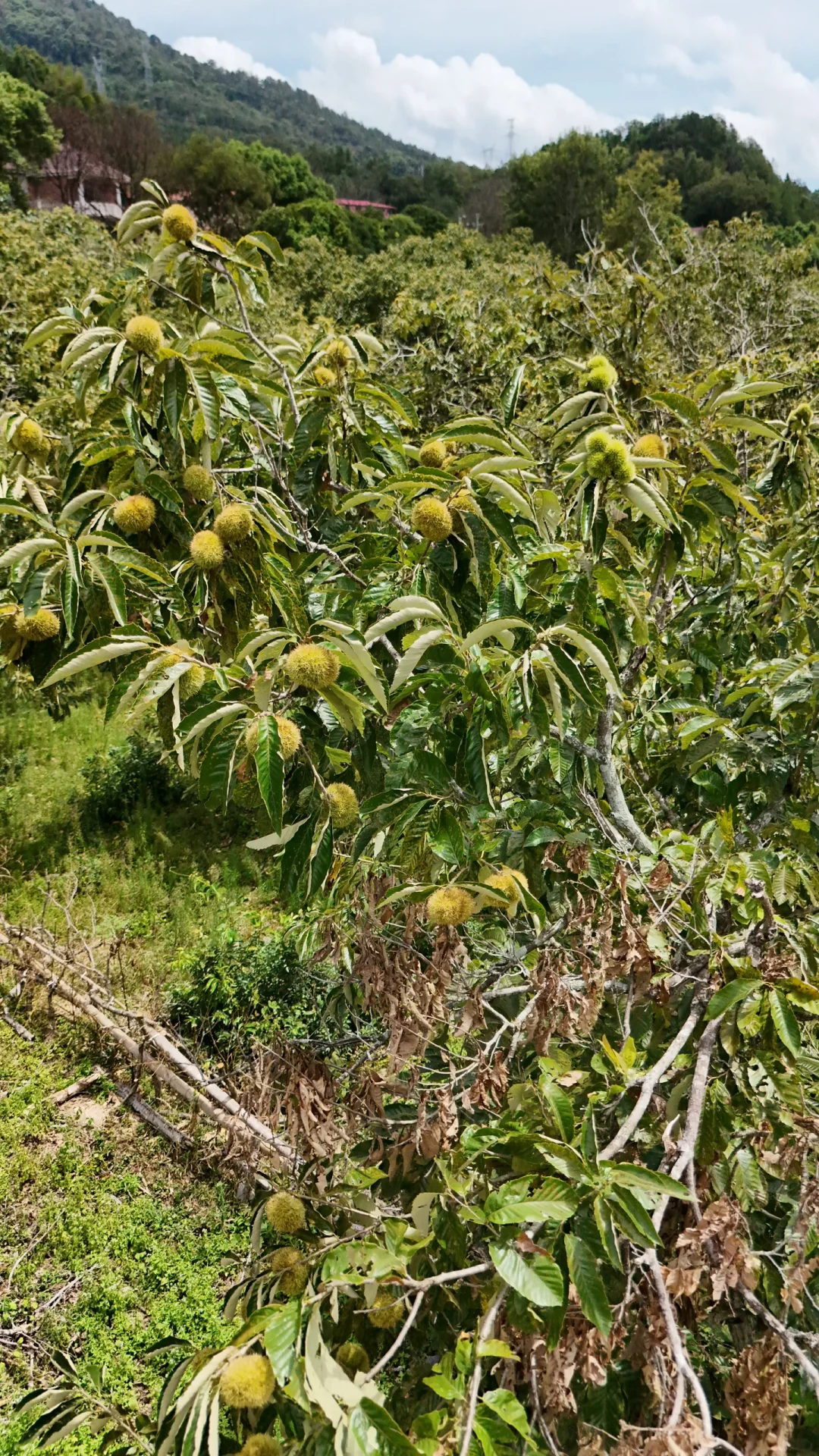 南昌周边1.5h！千亩板栗林还能溯溪桨板漂流！