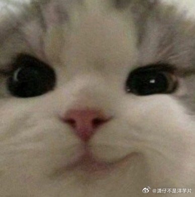 论一期节目出多少表情包[柯基] ​​​