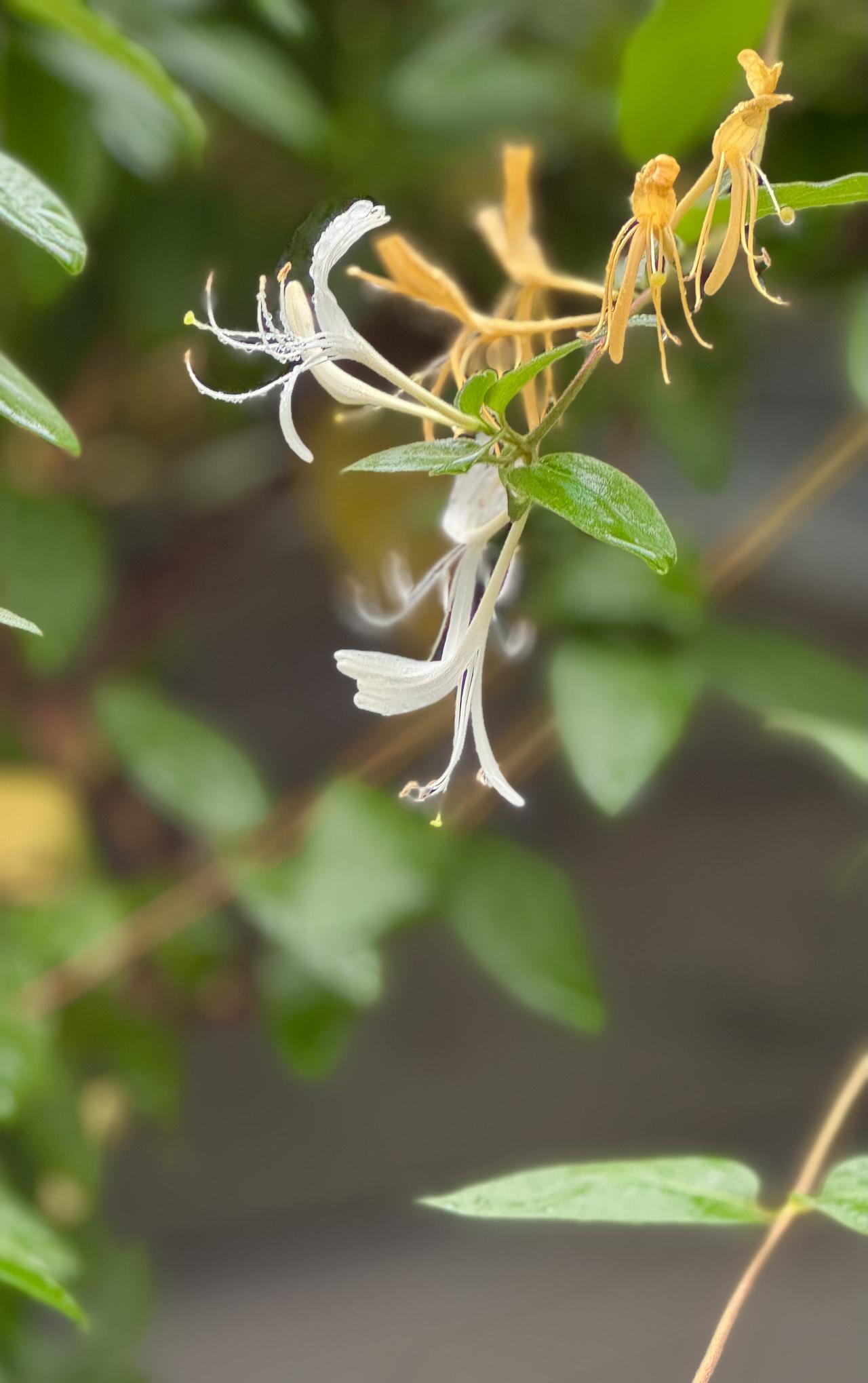 随手拍的花草金银花