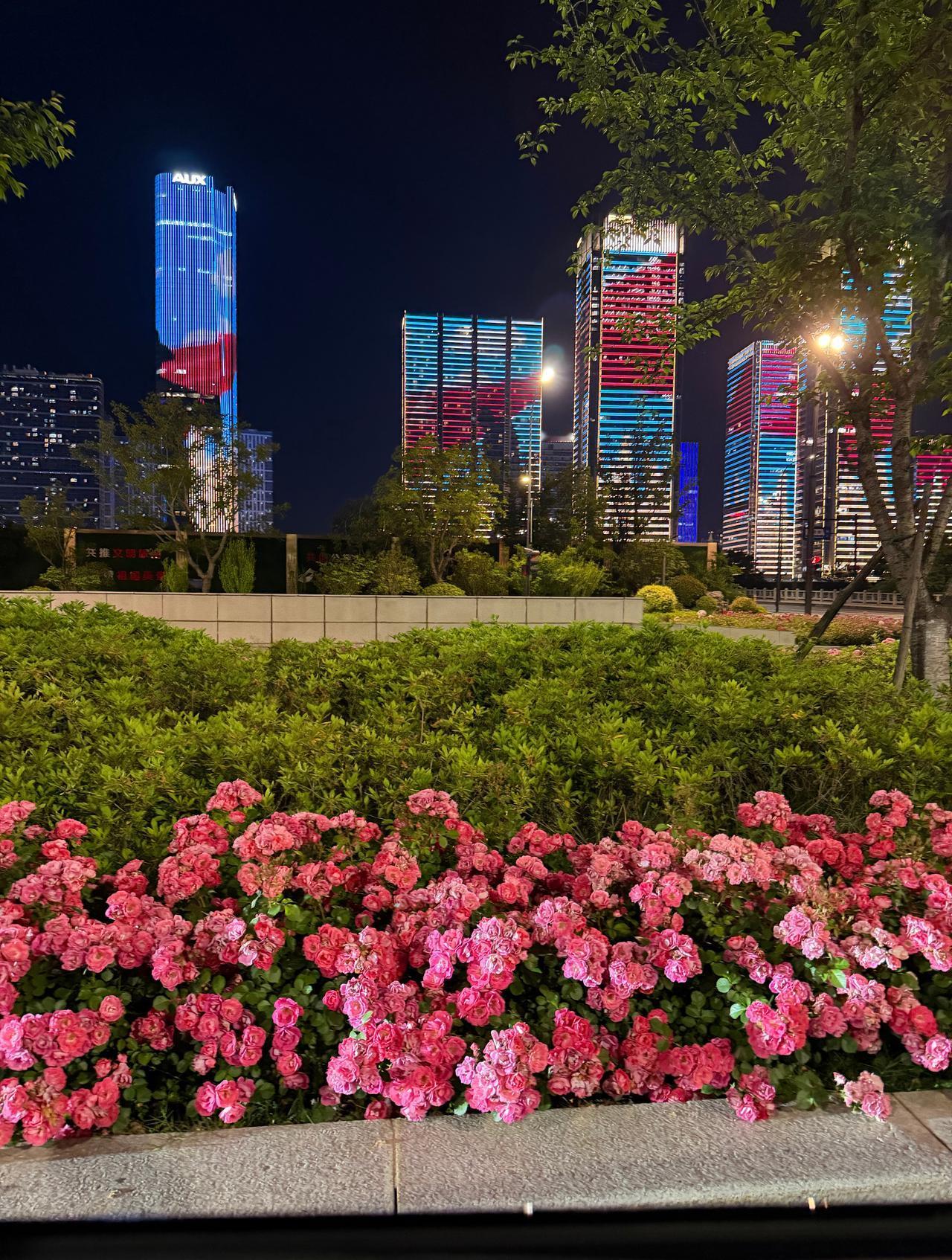 杭州的城市绿化是不是断档领先其他城市，这花也太漂亮了 ​​​