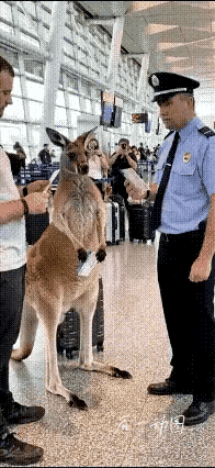 这只大袋鼠应该是接受过训练的，不知道这东西坐公共交通工具，能被允许吗？尽管知道外