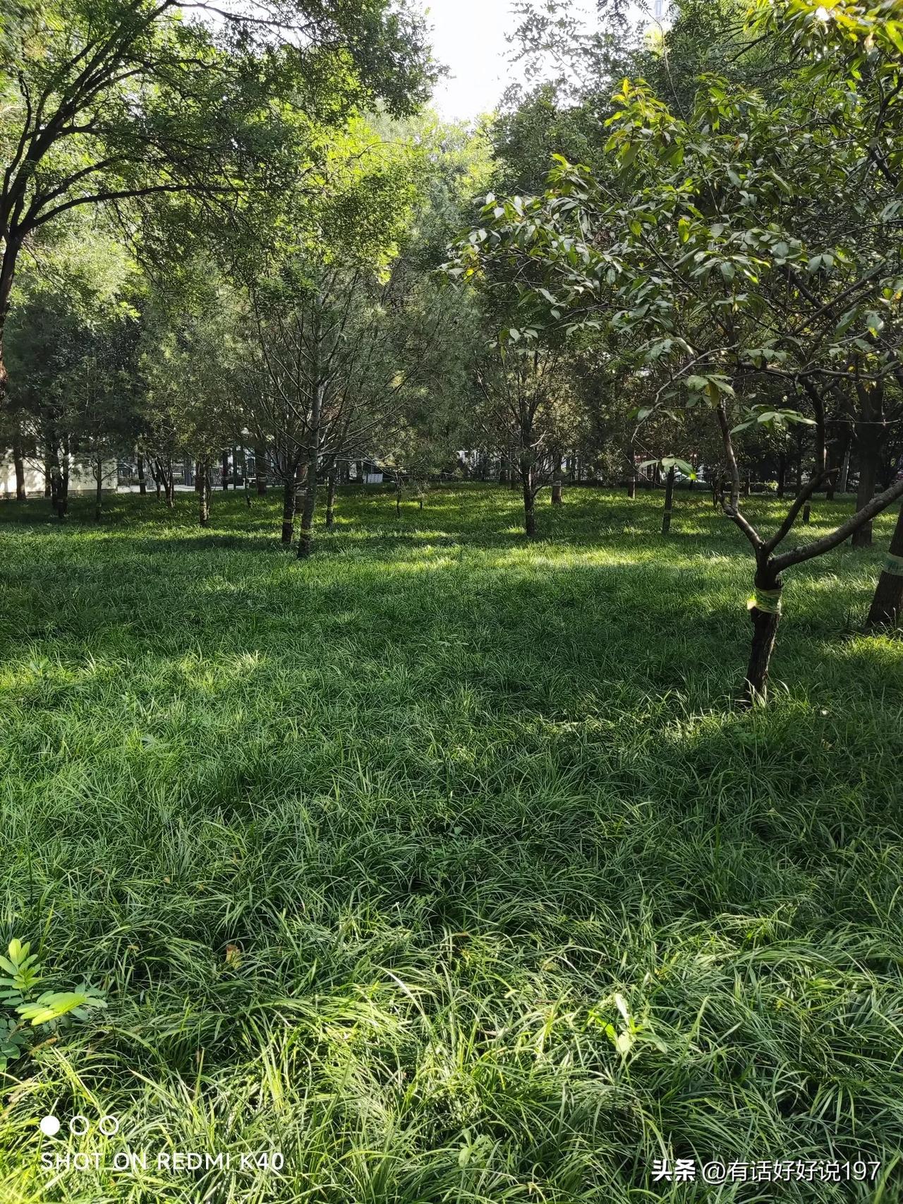对联成诗，谢谢分享[玫瑰]
月落西山大地暗
日升东海天际明
绿铺满地晨露重
爱藏