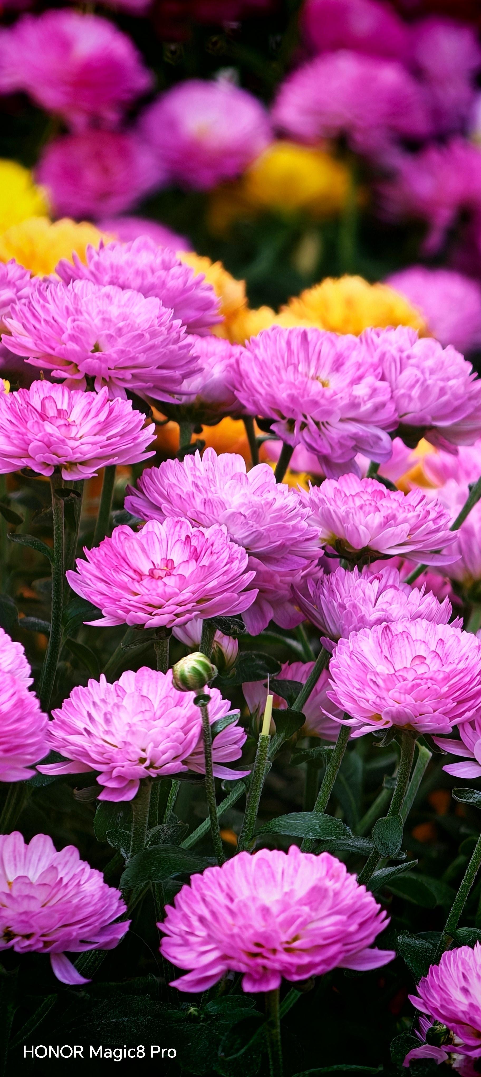 正是菊花盛开的季节，分享一组荣耀Magic8 Pro拍摄的菊花。这种满屏都是花的
