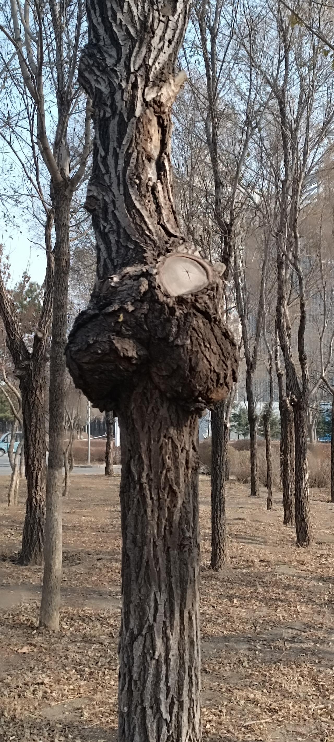 树也有畸形儿!这树的造型，挺怪，可咋长得呢！