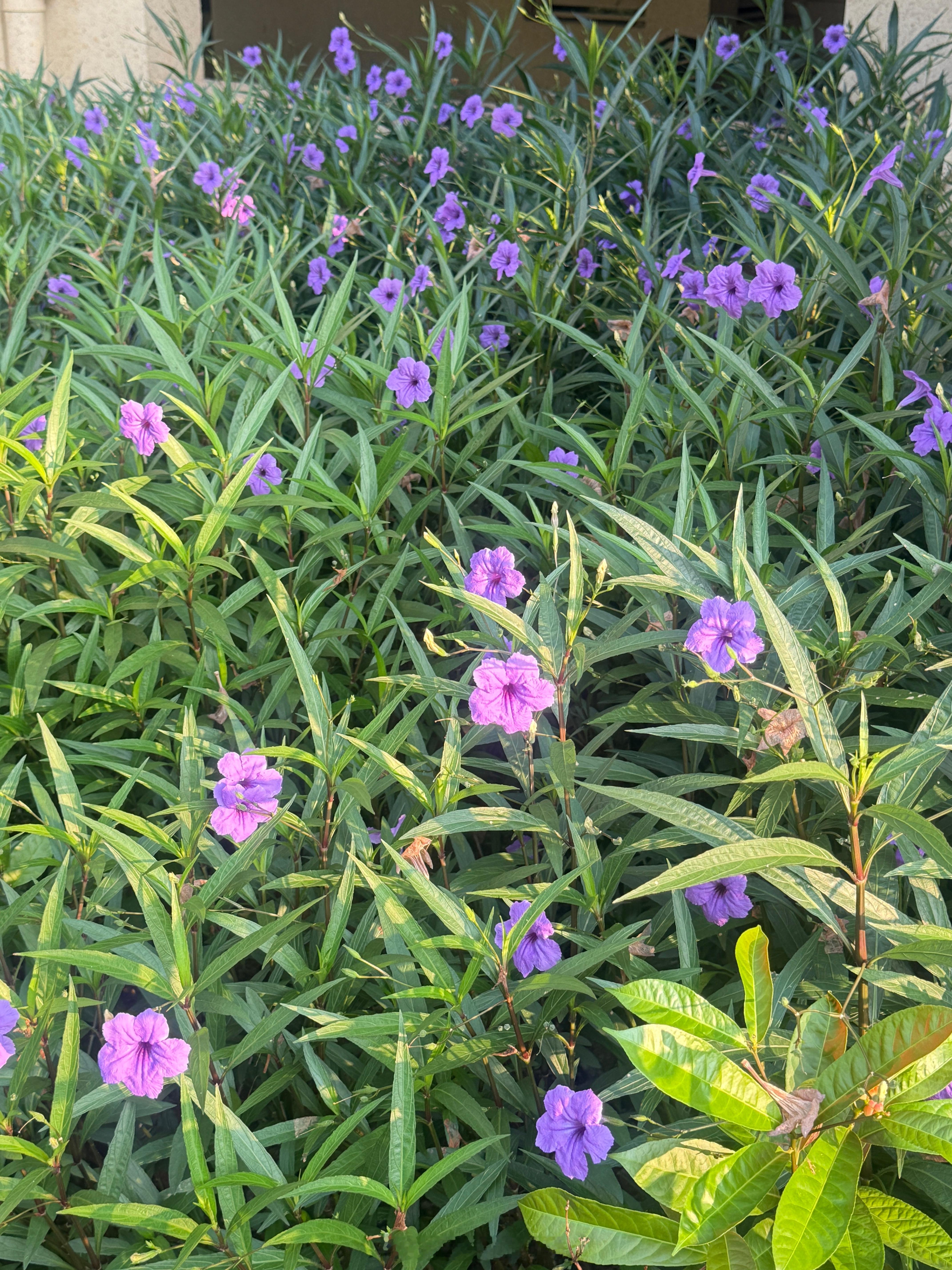 中秋节 昨天有花粉问我。🥮中秋节，朵爸会给我什么惊喜？咱们不能指望一个人又会赚