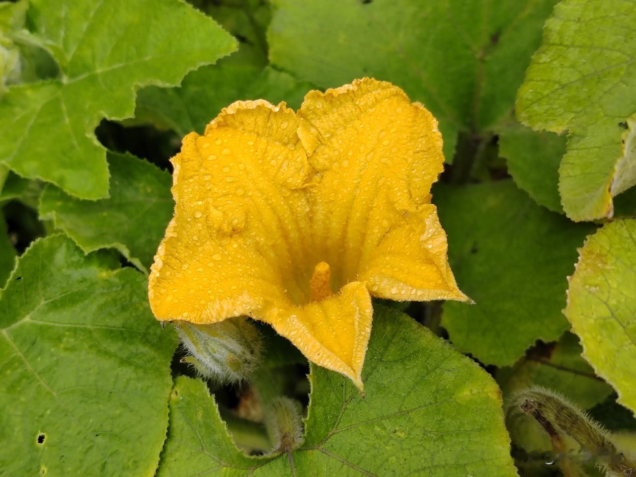 #分享一张随手拍的花#