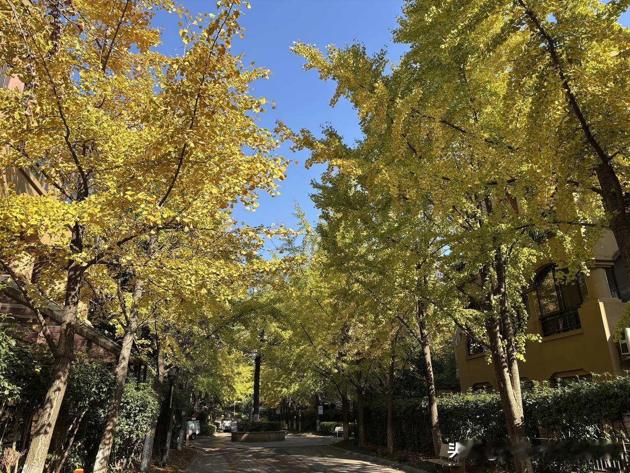 假如我腰缠万贯
我一定要看遍这人间山河
看尽世间各种各样的花草树木叶
一定要去浏