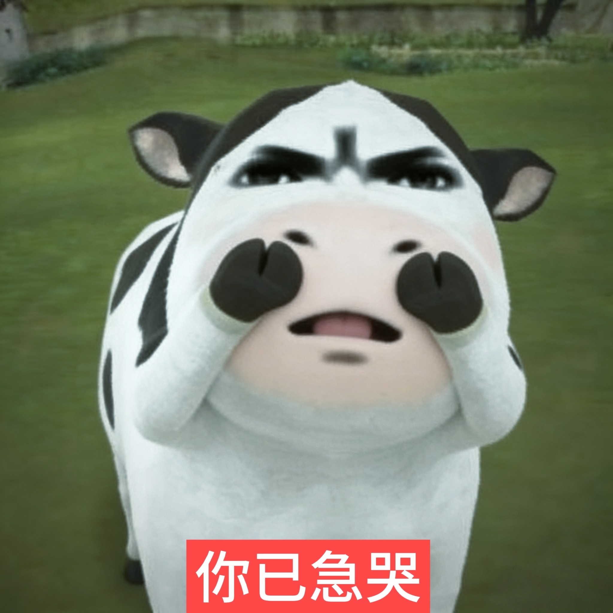 搞笑表情包｜你已急哭 