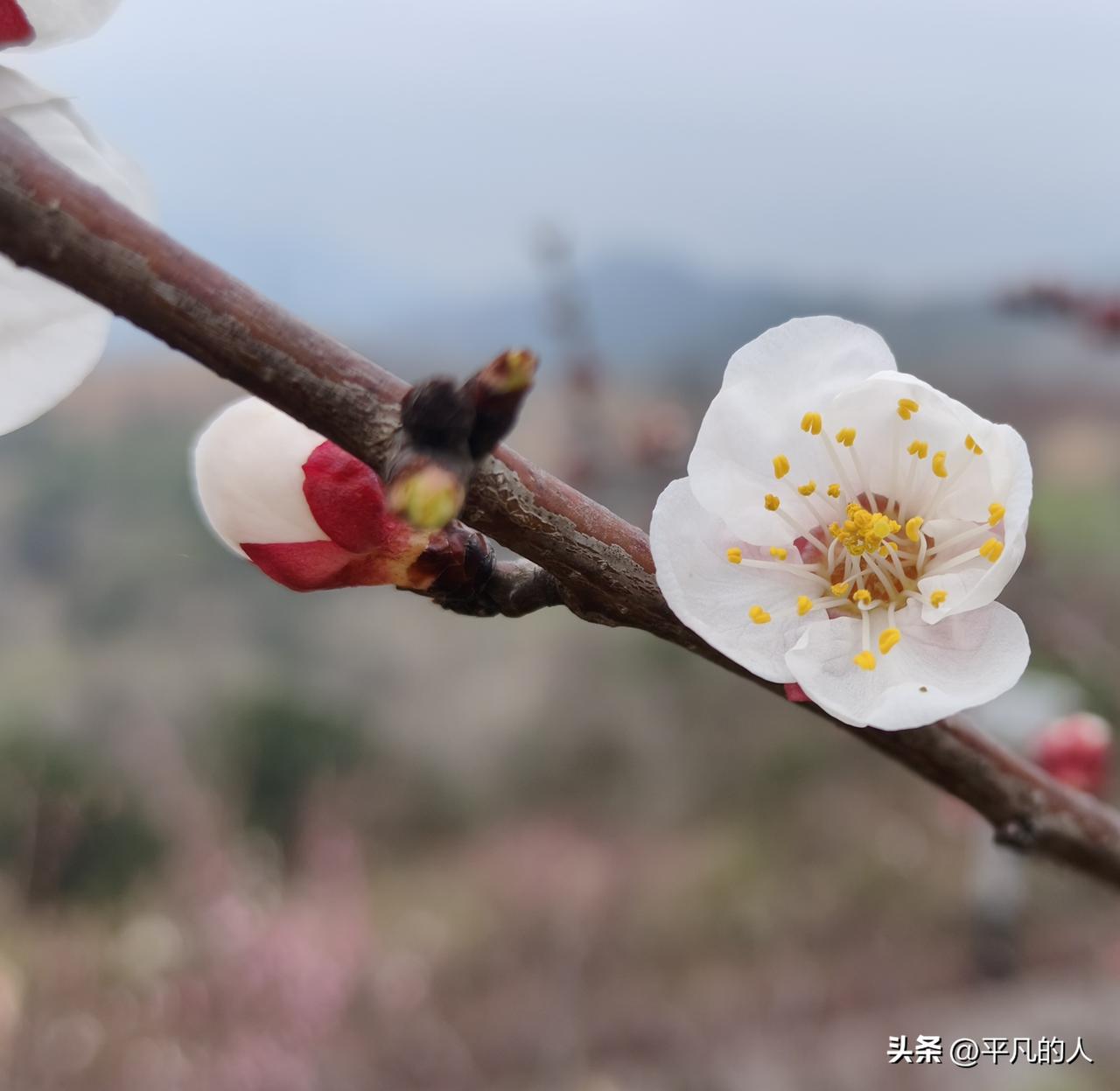 分享美丽漂亮的花