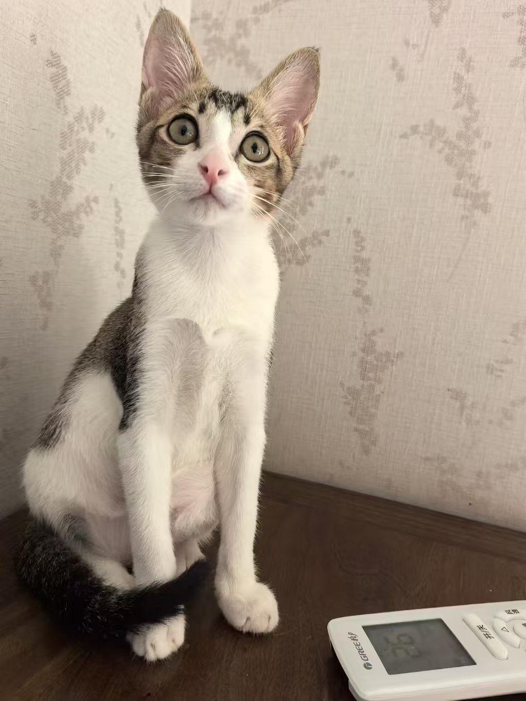 珠海，救助的流浪猫寻找爱心领养

雀猫，拉布，公，3个月，1.5公斤。已经外驱、