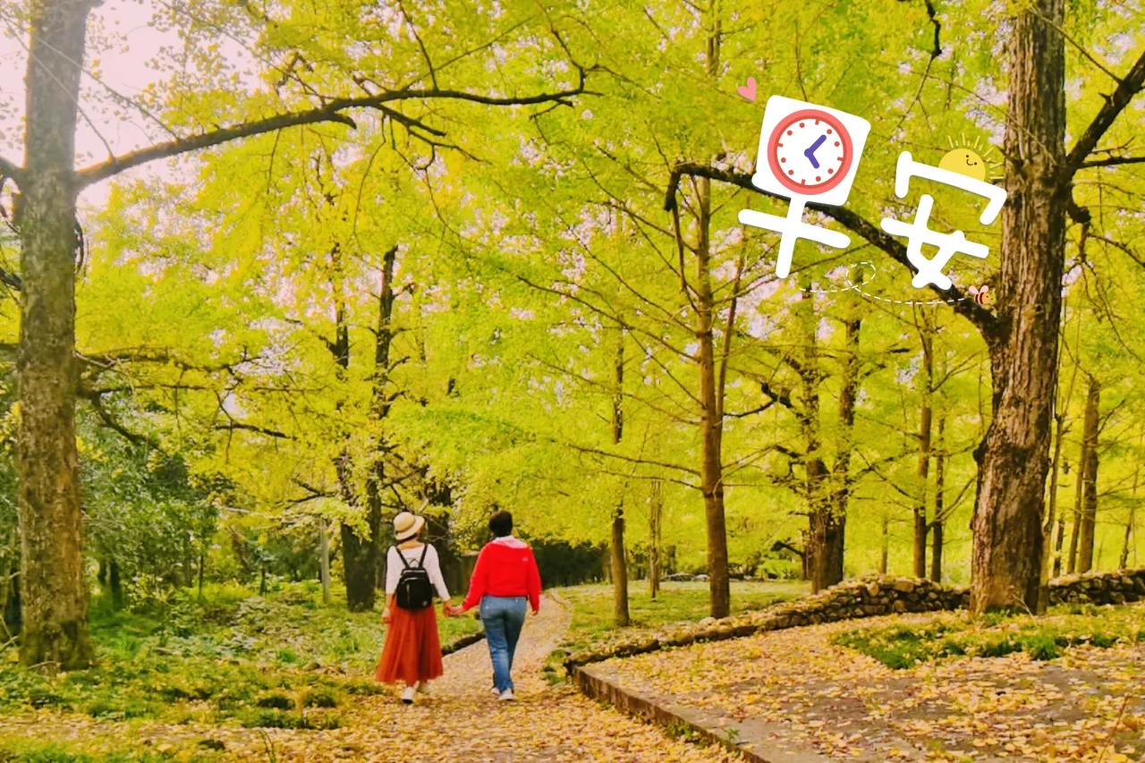 #可以分享一张秋景树叶照片吗##早安# 