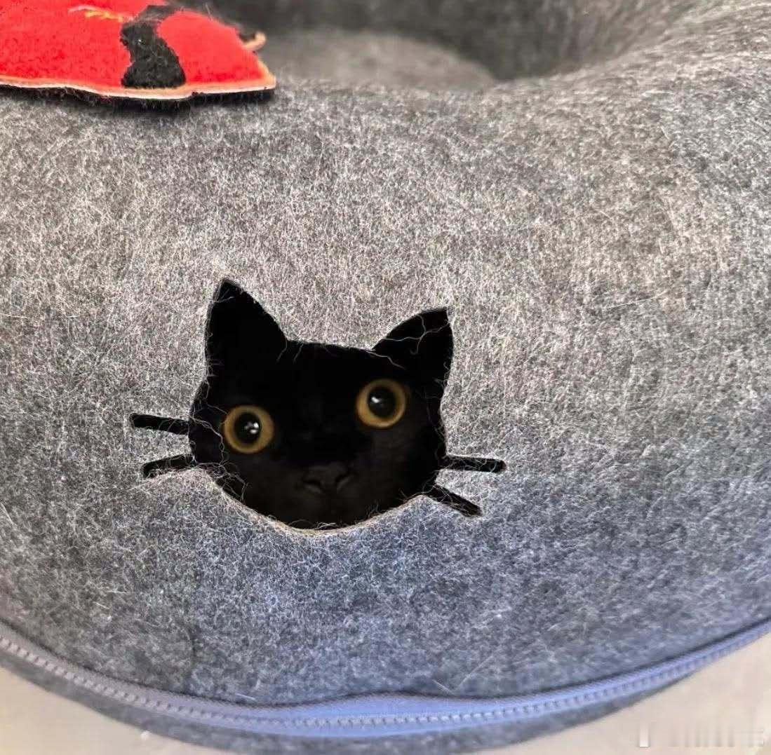 当黑猫在猫型洞孔里面的时候…… ​​​