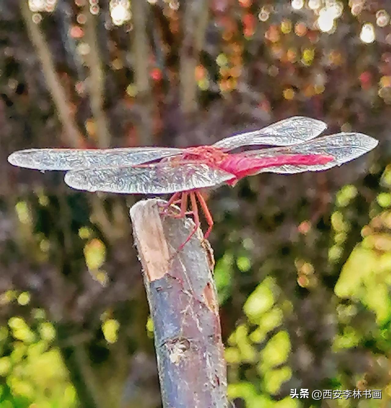 《红蜻蜓：好长时间没有见过蜻蜓了（李林摄于汉中城固）》