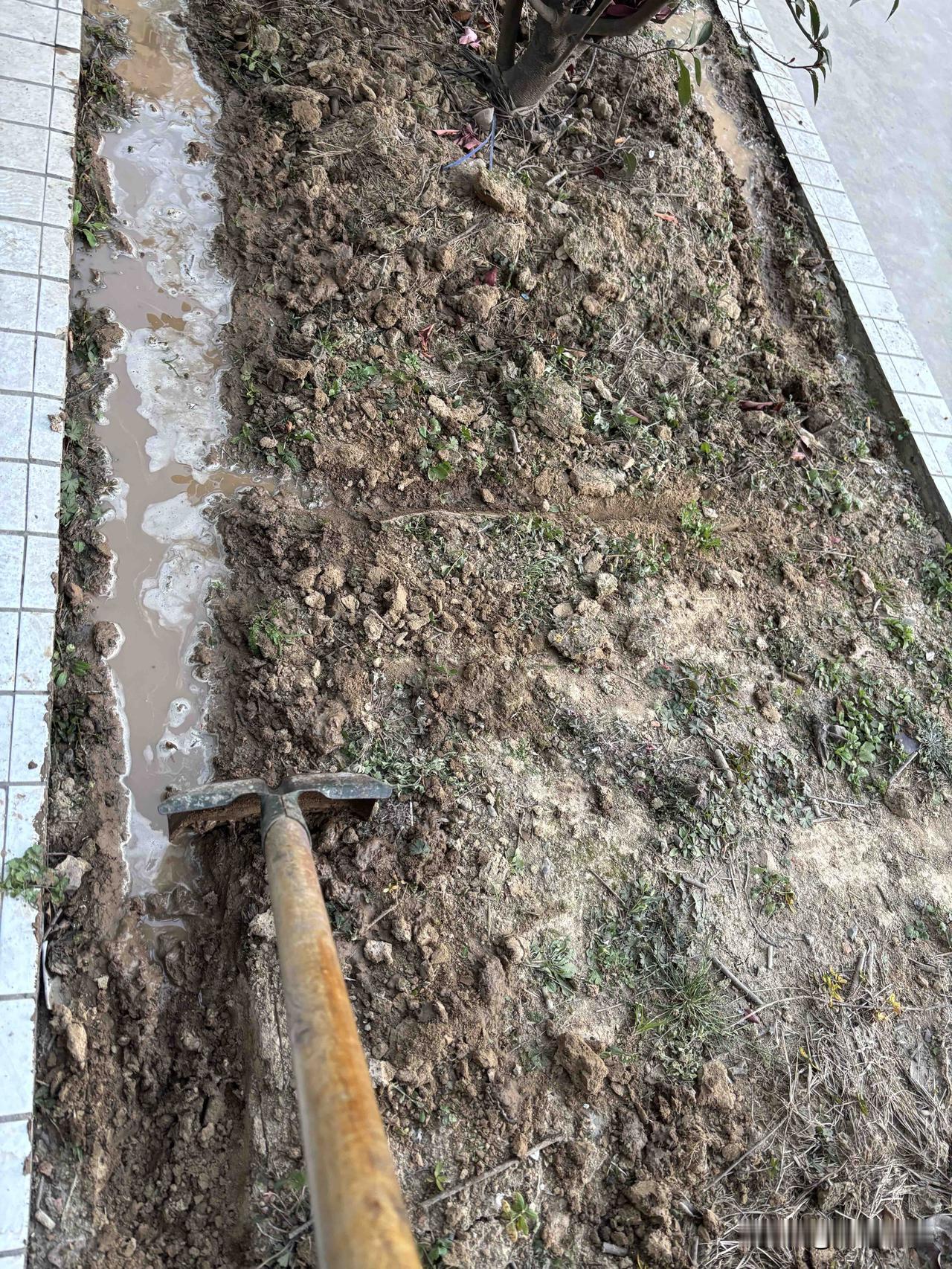 种豆南山下，草盛豆苗稀！

今天周六，在单位值班，闲着没事把院子里花池里的花浇浇