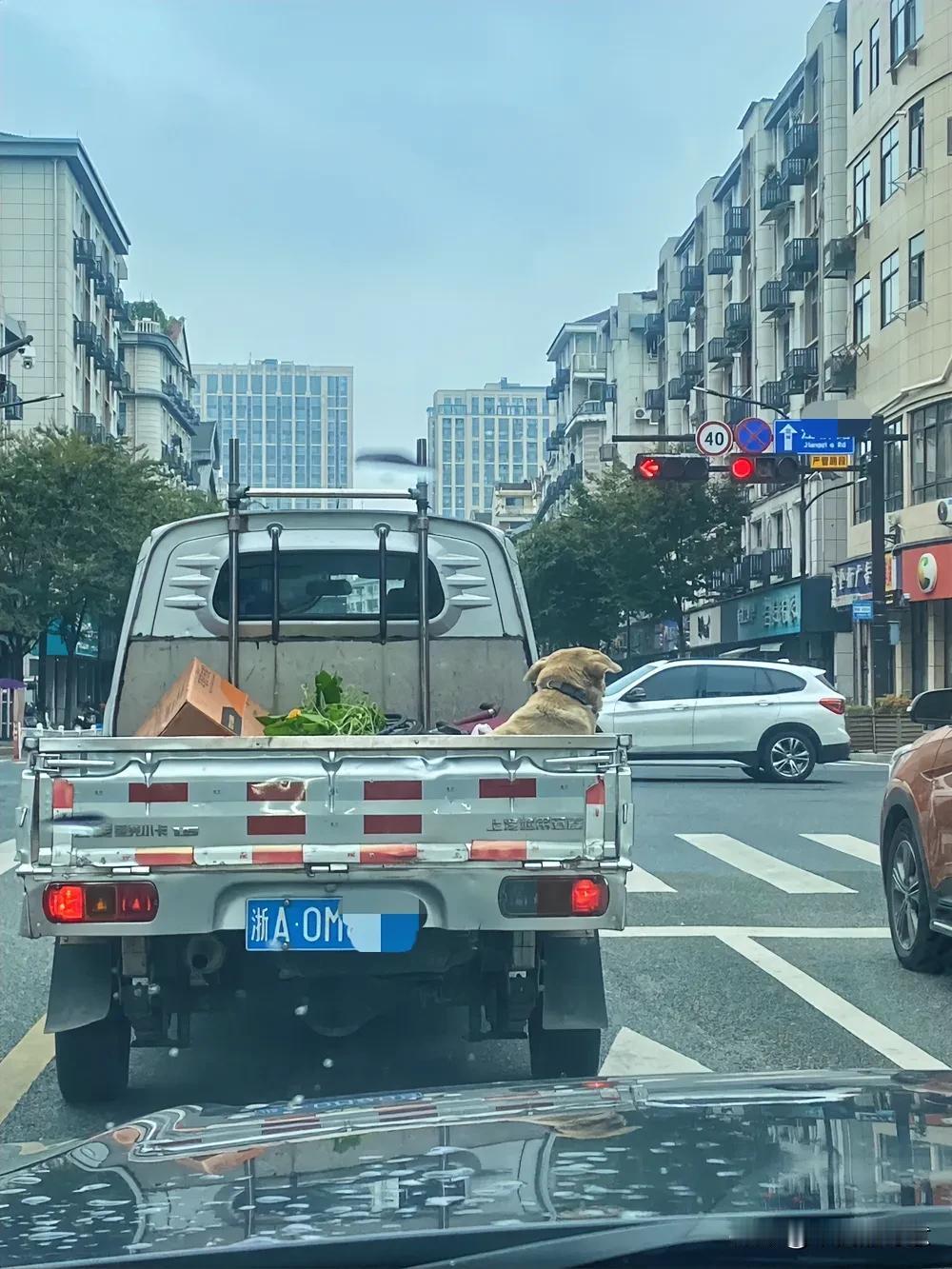 早上去上班，看到好有爱的一幕，原来狗子也那么早就跟主人出门就谋生活去了。

狗子