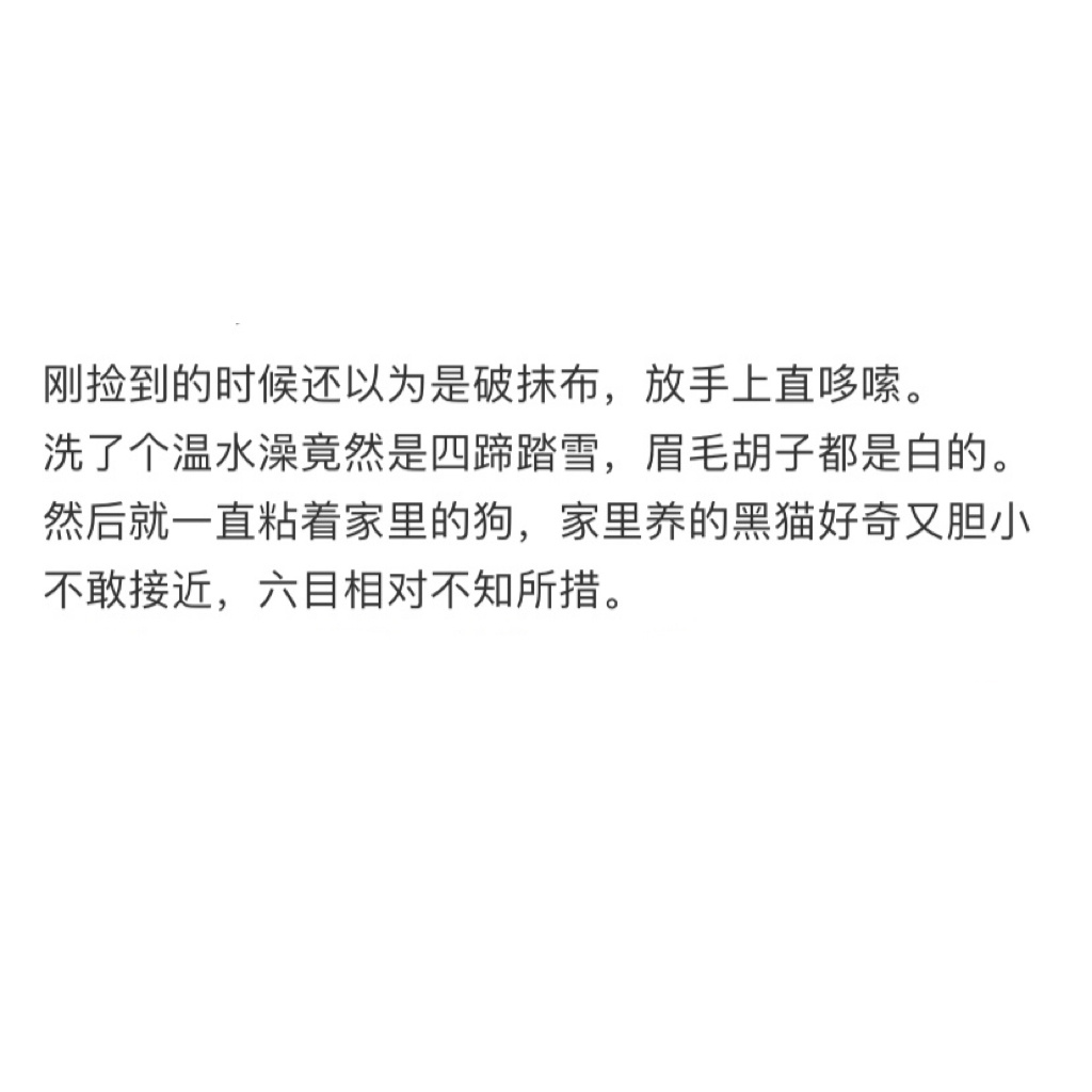 遛狗时在暴雨里捡了一只牛奶猫[开学季] ​​​