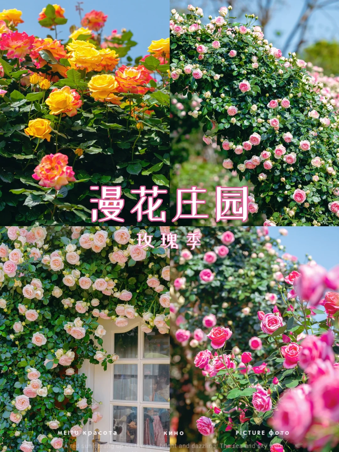 以遛娃的名义，邂逅漫花庄园的玫瑰花海🌹