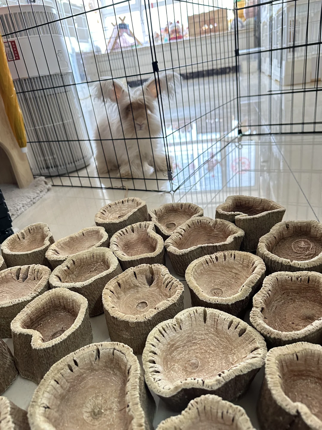 不会有小兔子没吃过木瓜碗吧