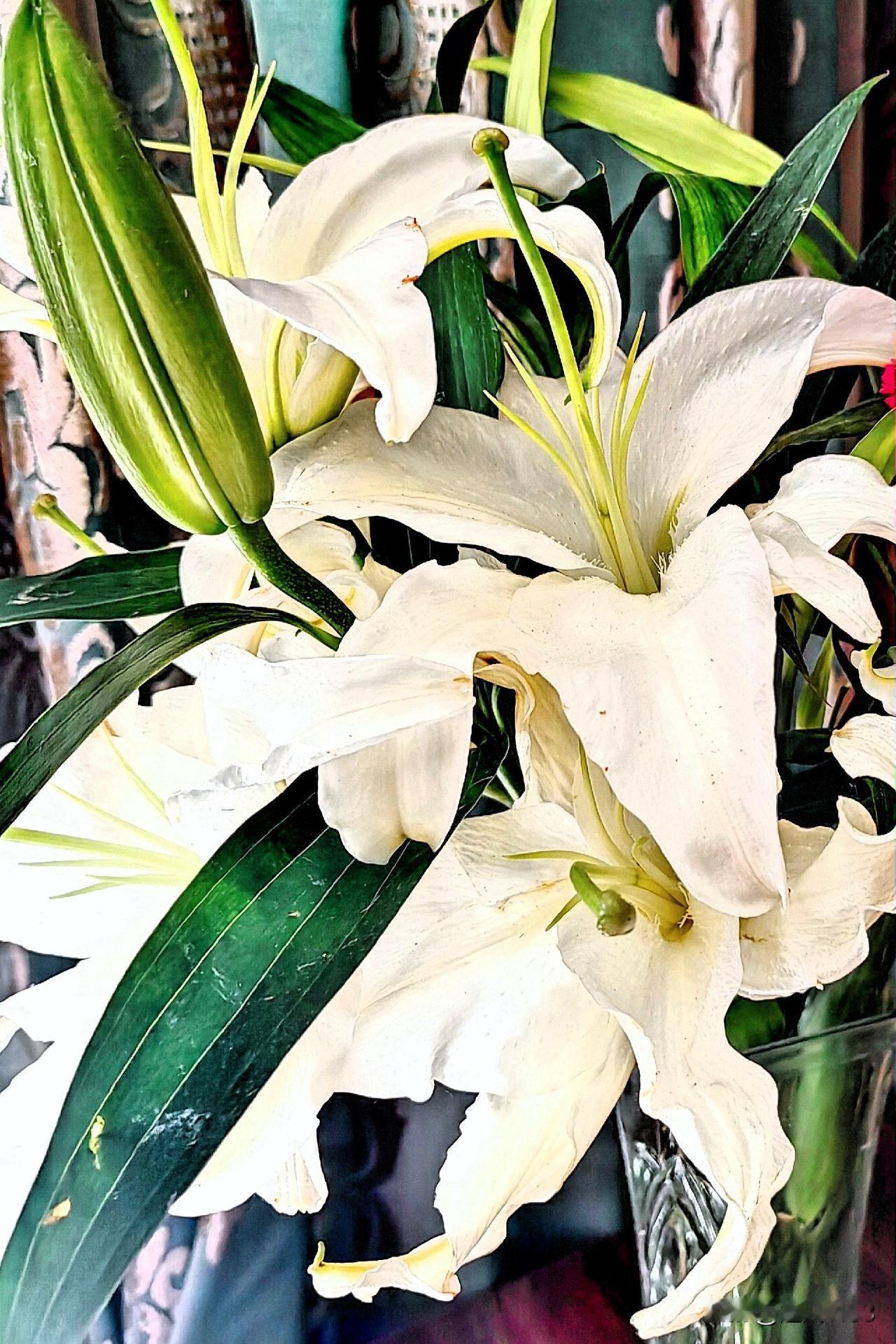 百合花是我的最爱，
高贵又典雅。

洁白无瑕气质脱俗，
香气四溢又持久。