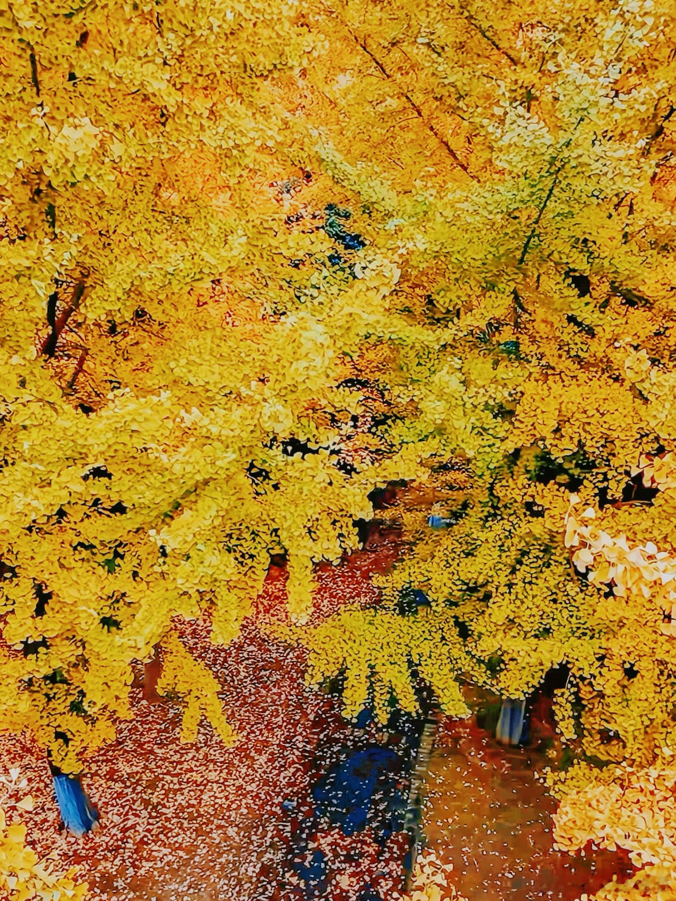 报‼️堤角公园银杏黄了📸快来拍秋日大片宝子们！堤角公园银杏全黄啦～👉南门入口