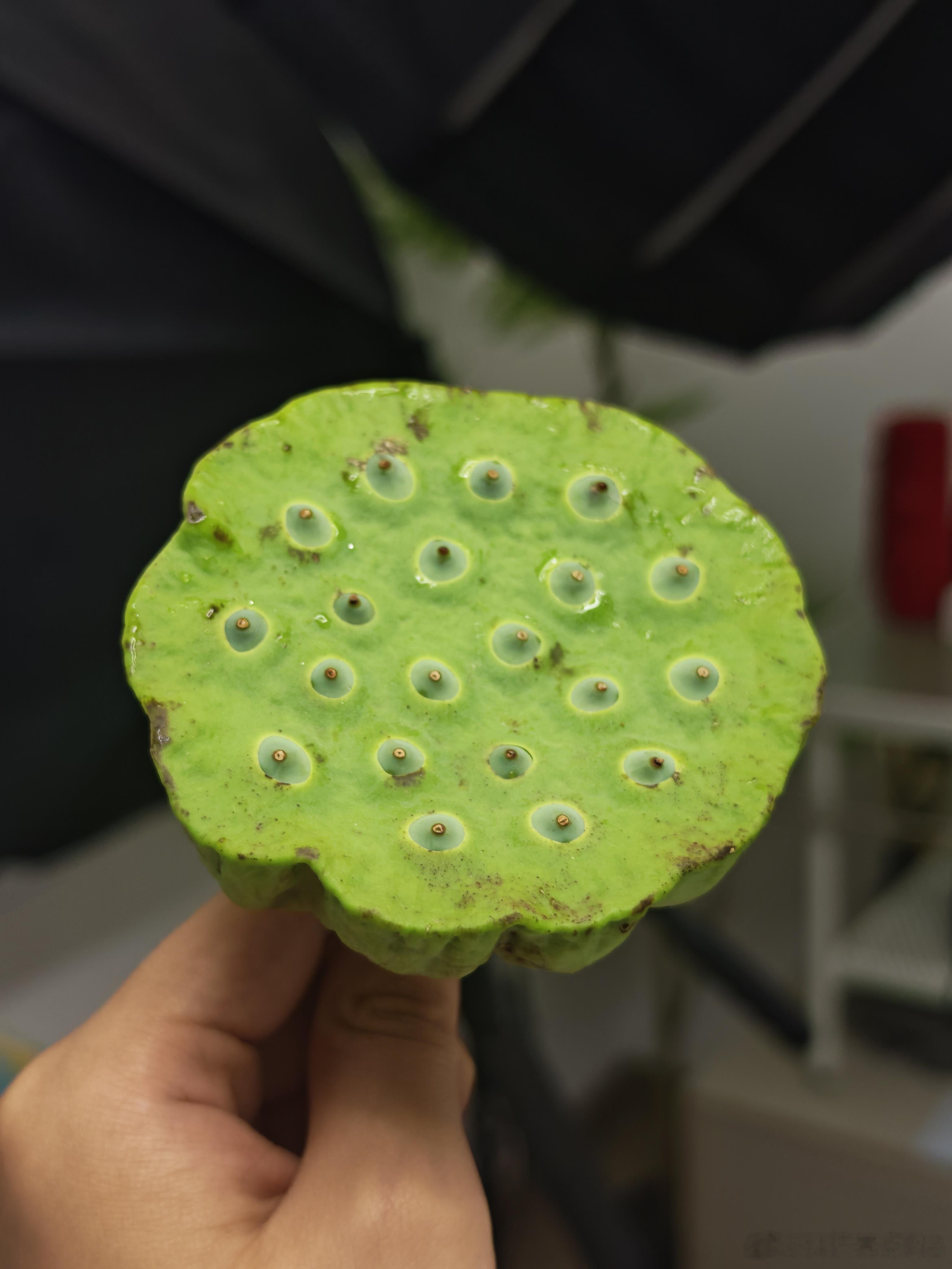 大家吃过莲蓬中的鲜莲子吗，我最近两年才开始吃，淡淡的清香味，还有一丝丝甜，一点都