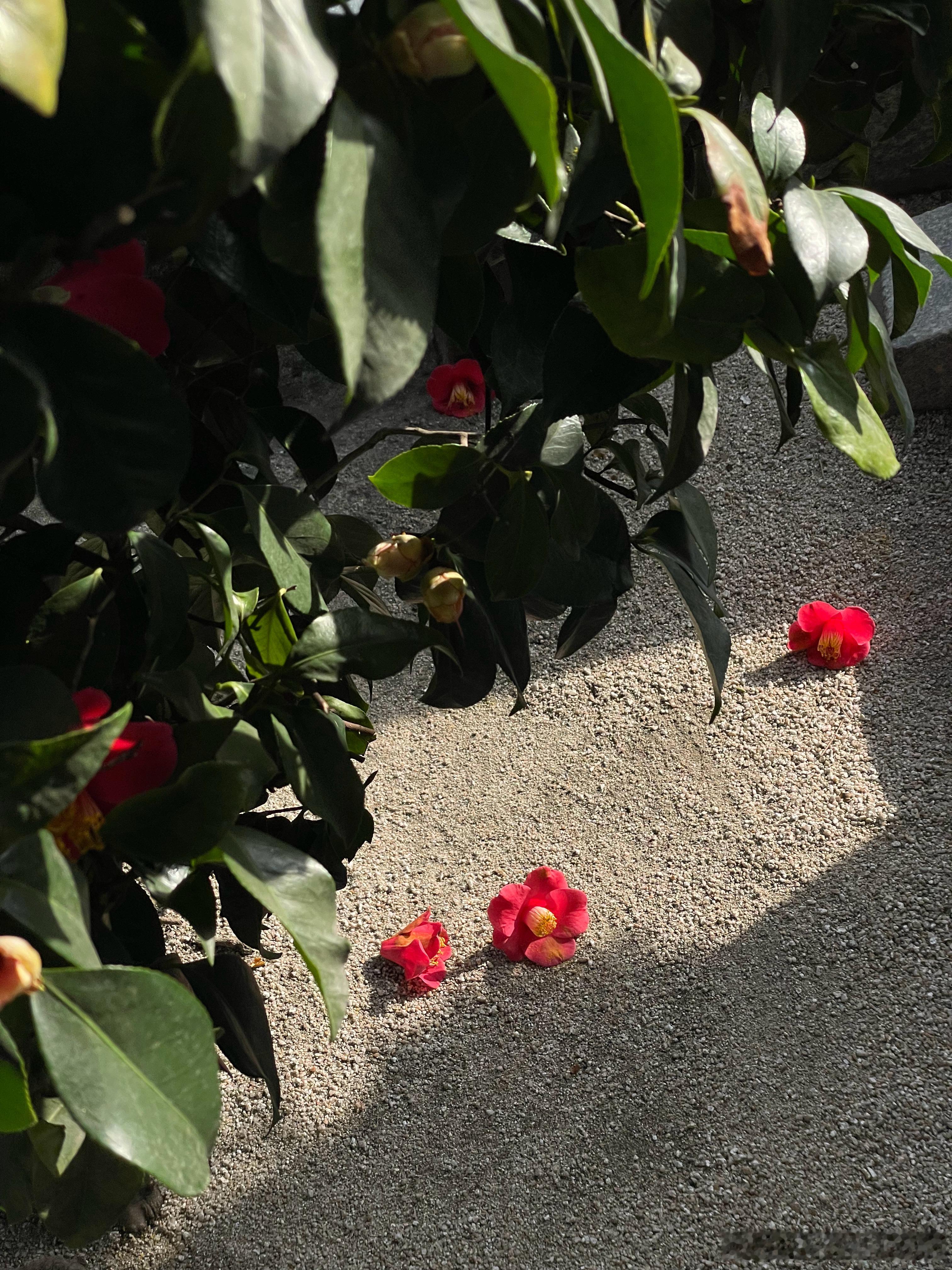 明媚春日🌺🌸🥯 ​​​