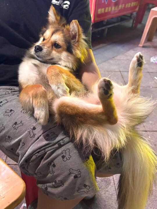 东食西宿的狐狸小狗