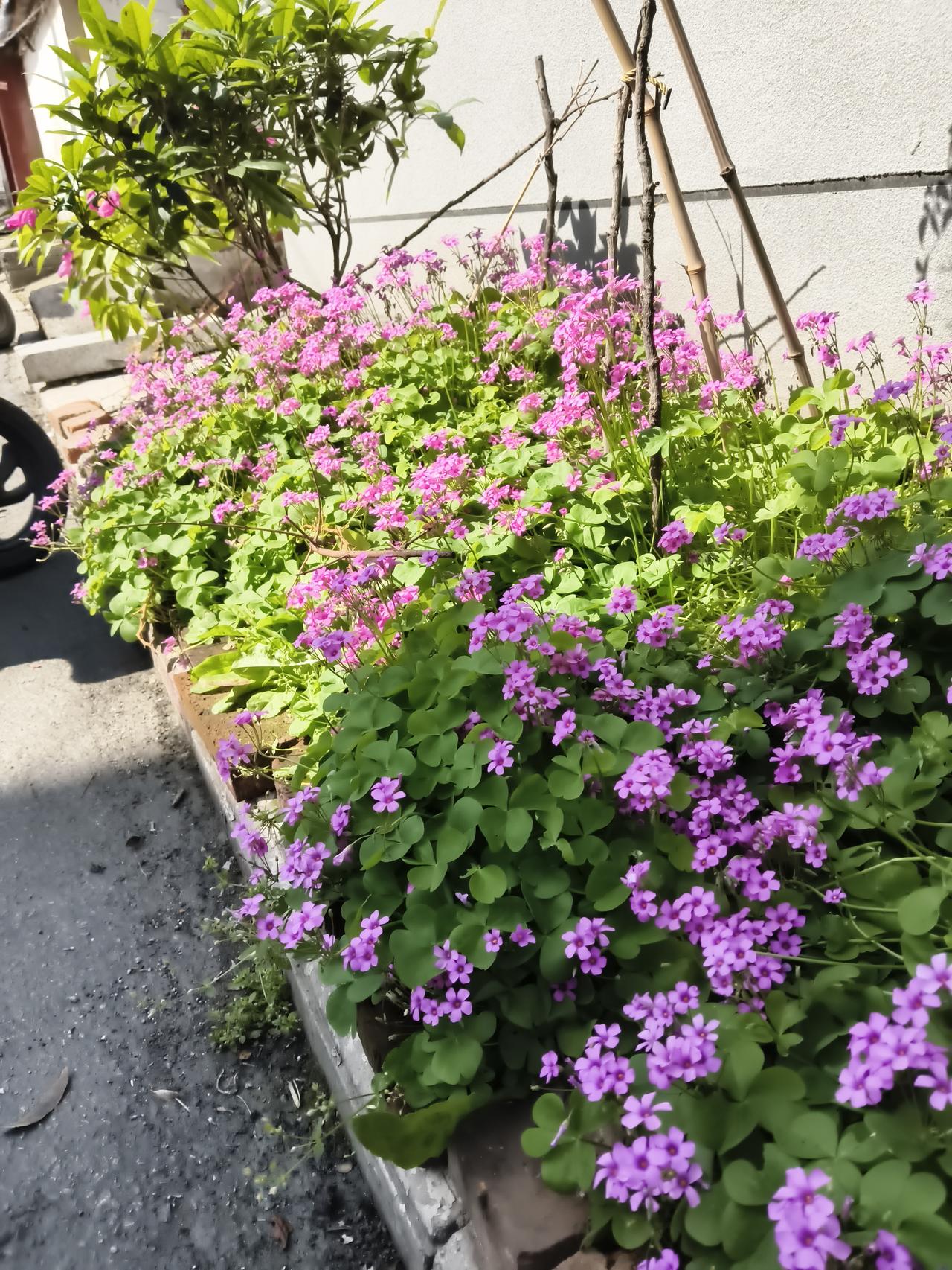 它们从砖缝里钻出来，以心形的绿叶为笺，淡紫的花瓣为字，密密麻麻写满了细碎的欢喜。