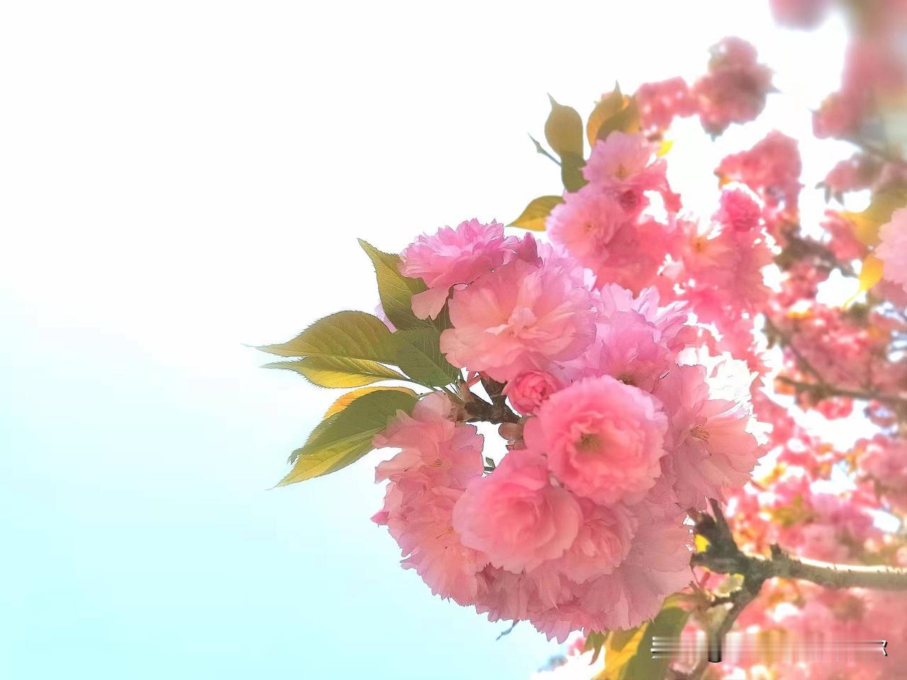 红花朵朵香