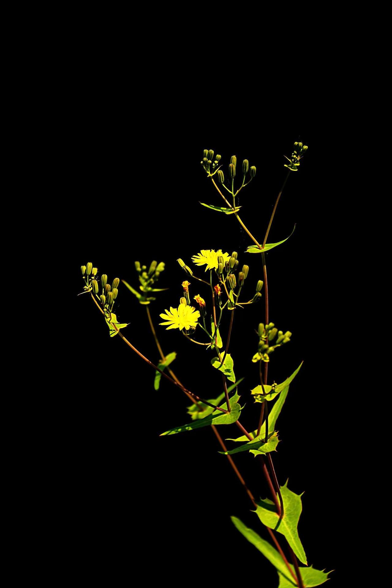 野花也芬芳。花与黑背景 黑暗背景的花 黑背景花朵照片 黑背景下的花朵