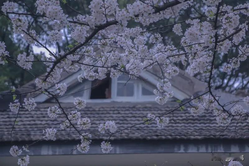人间四月，温柔向暖

时序辗转，春风漫过山川原野，便踏入了人间四月。这是一年里最