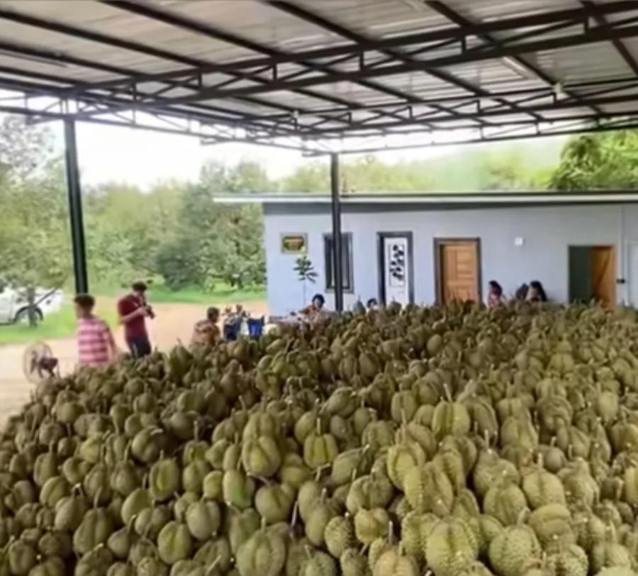 泰国榴莲现状，现在泰国仓库里榴莲堆的满满当当，但就是没有人过来订货。路边可以看到