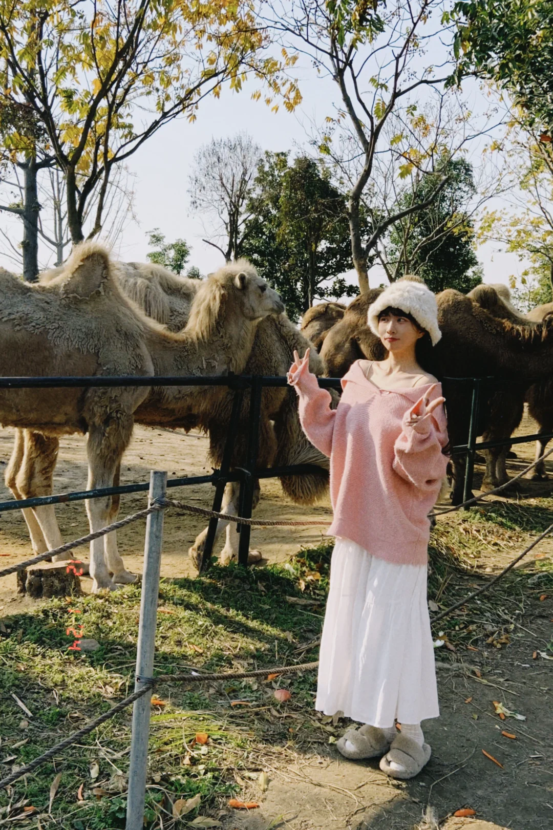 南通动物园也太好玩了吧🐒🦒🐎🐻🐷