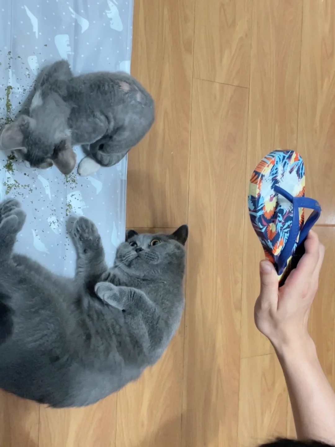 痒活该用鞋拍！养四胎后没有睡过一个安稳觉