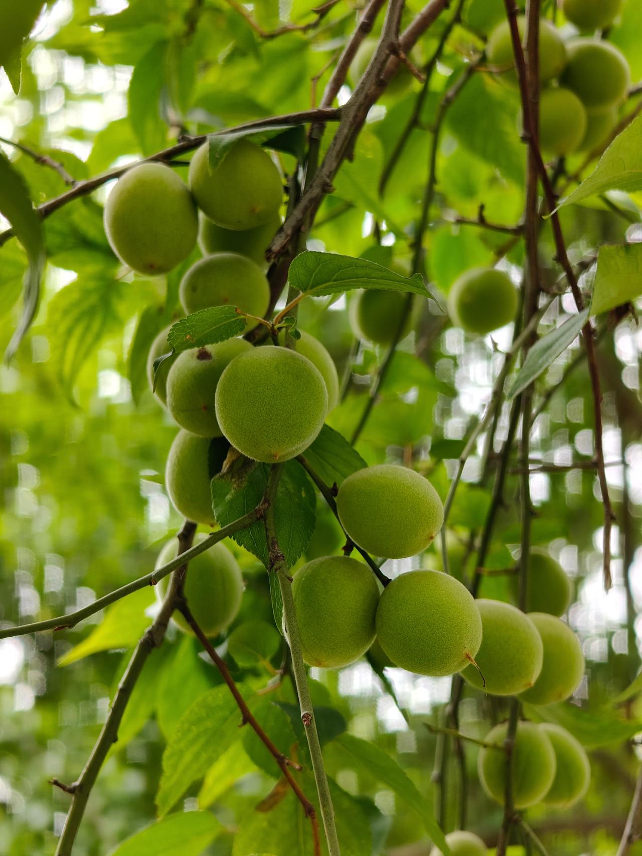 青梅夏季绿色果实 梅子