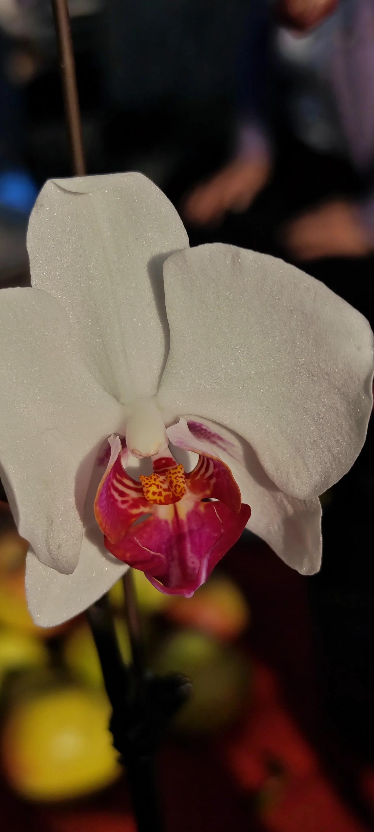 #分享一张随手拍的花#