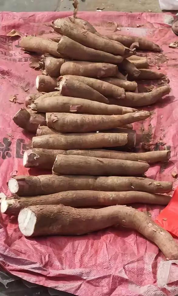最近经常听，很多新闻报道说，东北雨姐卖的红薯粉，里面掺杂的都是木薯粉。

我想起