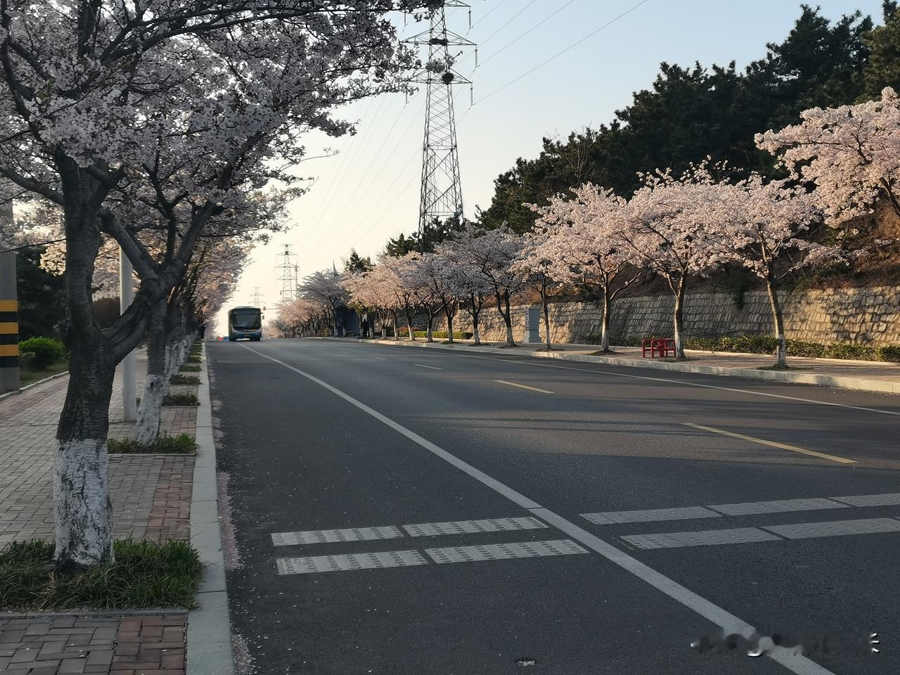 青岛西海岸新区，山川路樱花盛开。西海岸非常漂亮的一条道路。