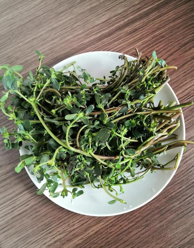 马齿苋好不好吃，还真得因人而异。我小时候长痱子，老人用马齿苋煮水给我洗澡，当晚痱
