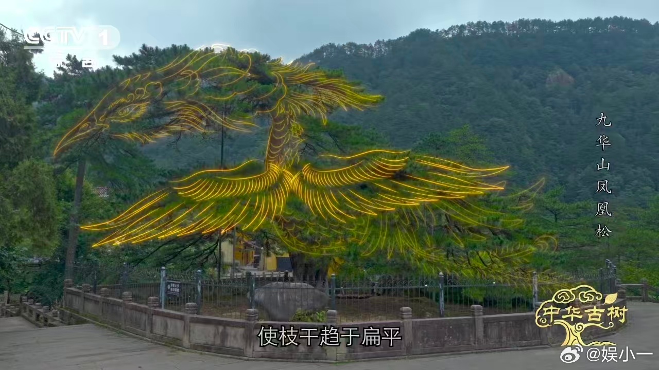 约1400岁古松树像一只大凤凰风一吹千年古松秒变展翅凤凰 被这棵树的造型惊艳到了