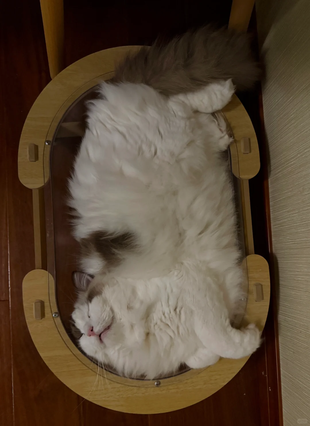 怎样才能养出充满仙气的布偶猫？