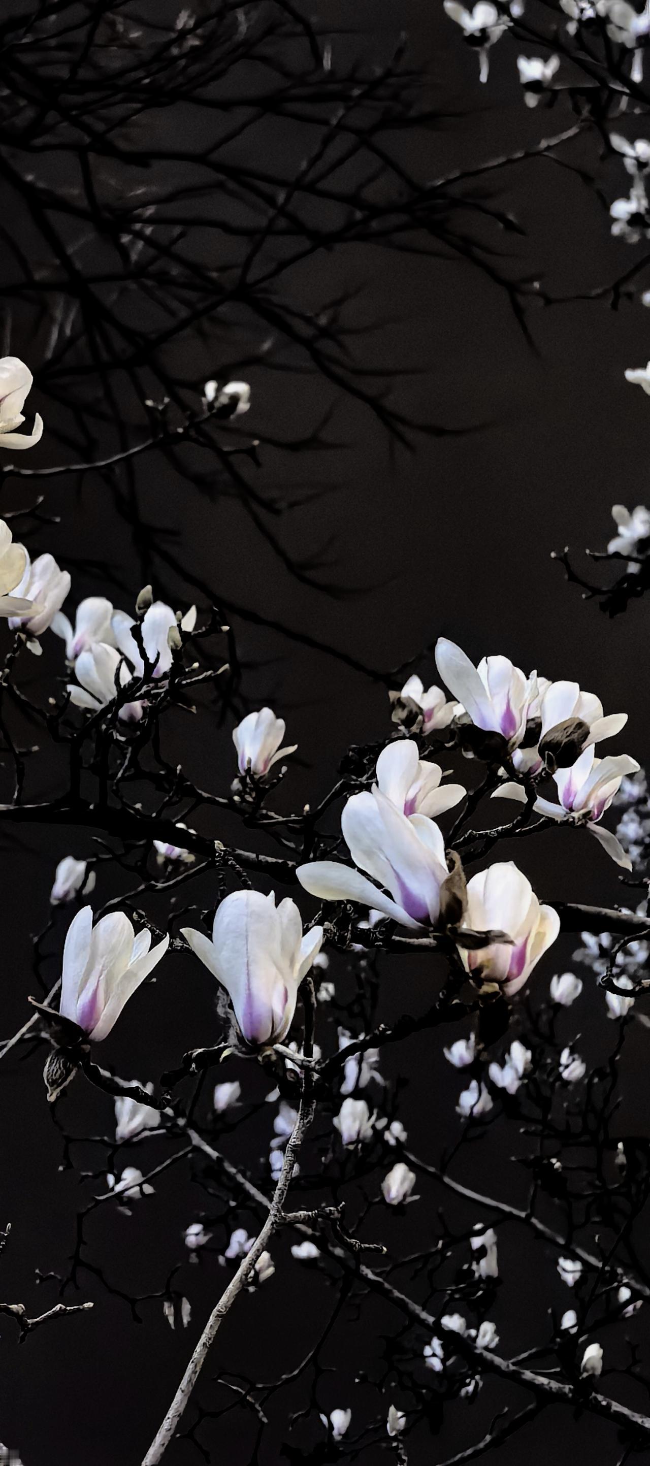 玉兰又花开

玉兰花开了。
又。
一年一度。
春天的一部分，
也是记忆的一部分。