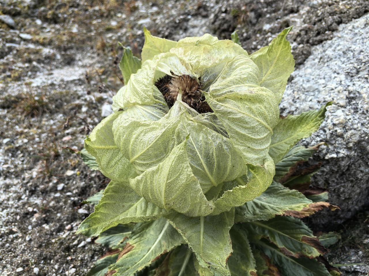 一张图片证明你到过新疆