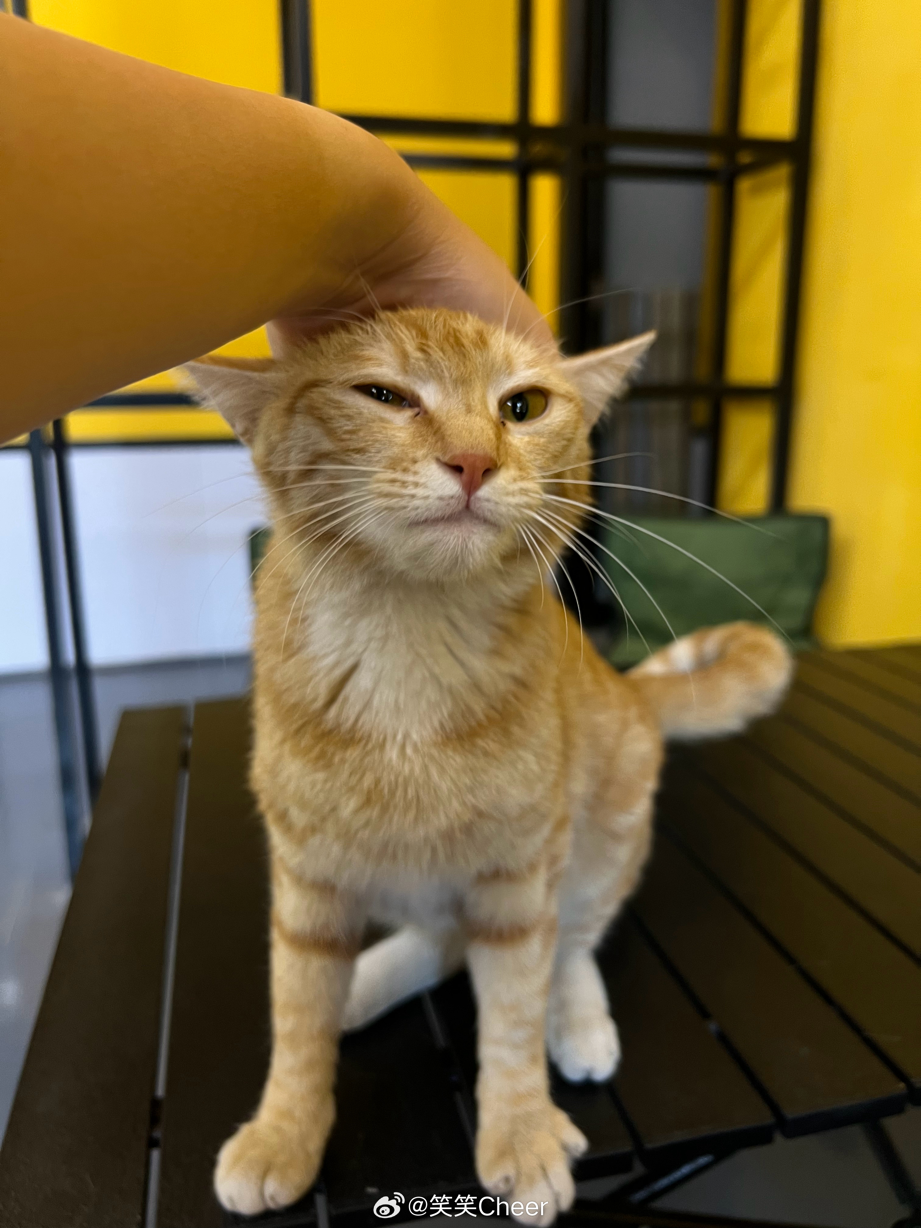路遇猫友，猫太粘人了，摸到手酸。猫总强行“加钟”后，我不得不请了旁边一位来自德国