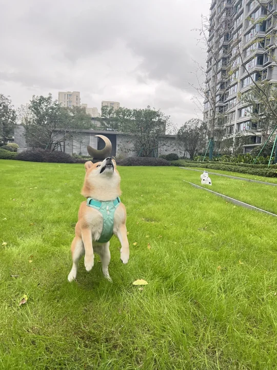 狗狗爱后腿刹车，什么软骨素能保养髌骨？