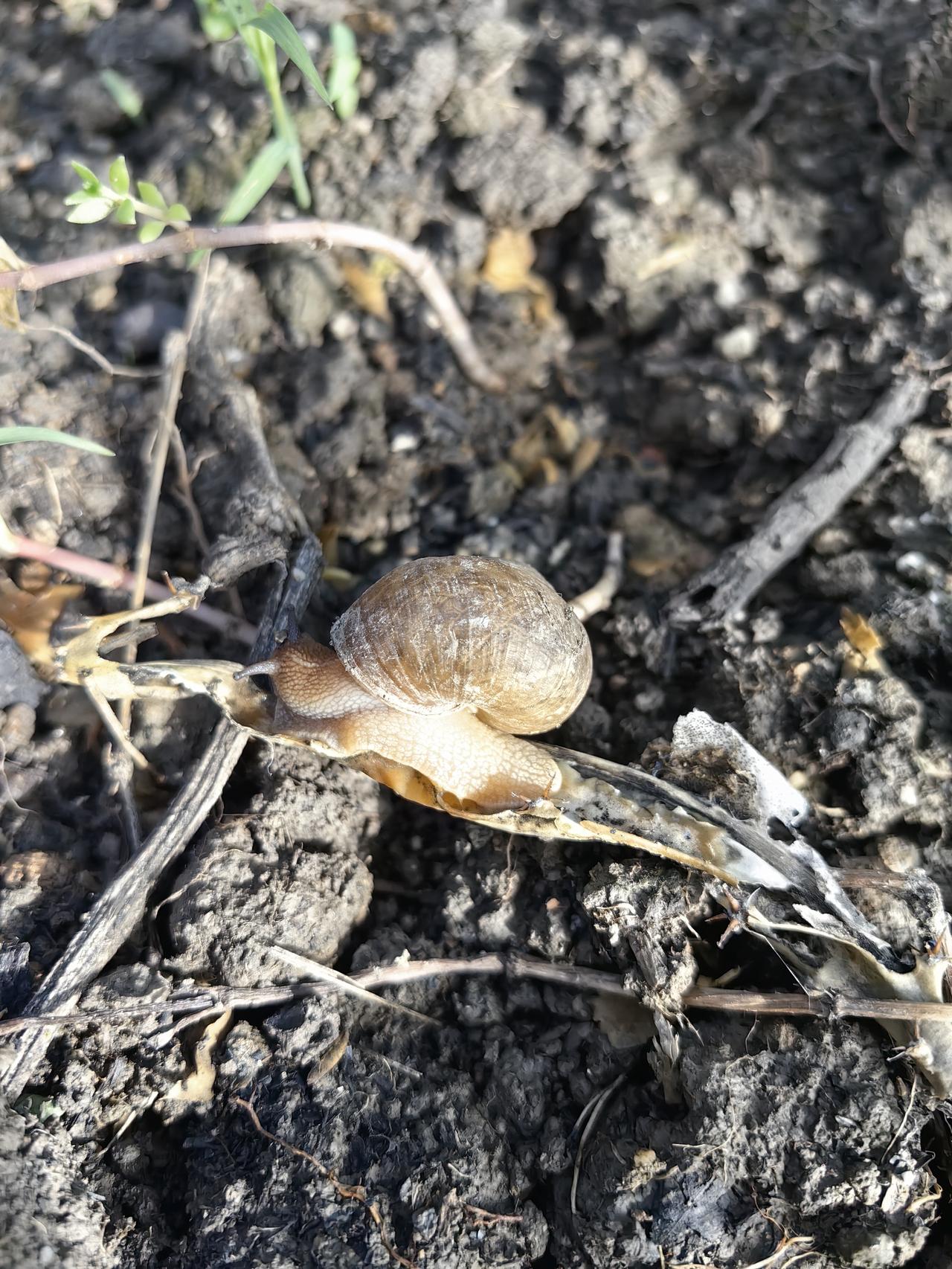 昨天扔了两只大蜗牛，今天早上看到菜地里又有一个这么大的[捂脸]
从小印象里，蜗牛