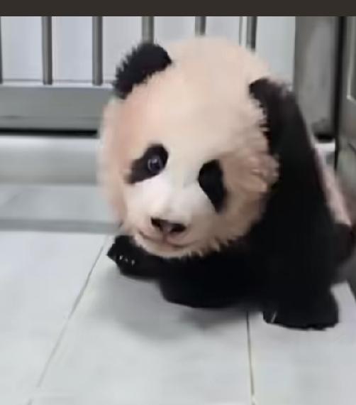 福宝福公主的小四妹
彼时还是在妈妈怀抱里边的小书包
现在她是去营业的曙宝小公主