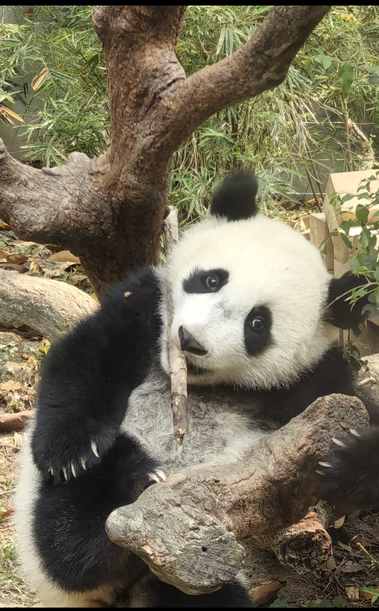 拽拽的妹猪啊